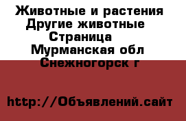 Животные и растения Другие животные - Страница 2 . Мурманская обл.,Снежногорск г.